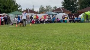 2 О/Отл. КЧК ДЖОКЕР ф. Дойчем Боден +++ №78. Главная выставка немецких овчарок России 2025