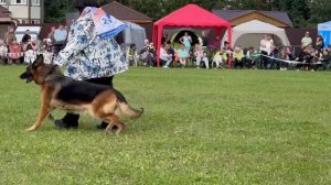 13 Отл. KARMEN Lichtenstein-Ost +++ №217. Главная выставка немецких овчарок России 2025