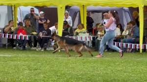 10 Оч/хор De Orse Mak Flai MIREY №37. Главная выставка немецких овчарок России 2025