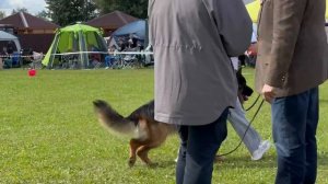 1 Хор. Made In Rossia HARLEY №270. Главная выставка немецких овчарок России 2025