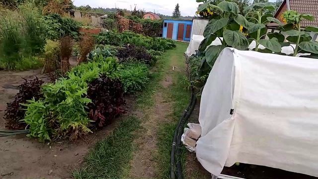Уборка цветной капусты