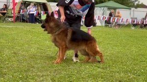 3 О/Отл. КЧК De Orse Mak Flai HARD-ROCK +++ №75. Главная выставка немецких овчарок России 2025