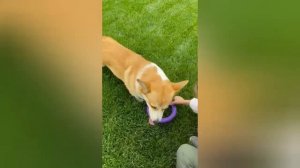 СЛАДКИЕ собачки и кони.........