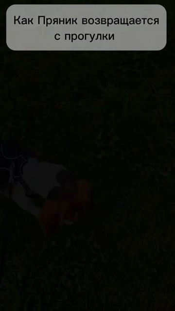 Пряник идёт на прогулку