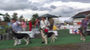 Сравнение класса чемпионов