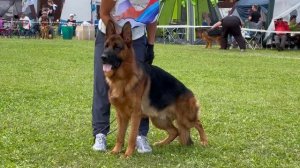 1 Оч/хор ЮПК Black Magic Of The Sun KREJ №36. Главная выставка немецких овчарок России 2025
