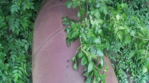 мы паркурим на трубах