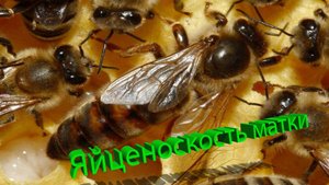 Пчеловодам на заметку: почему в августе снижается яйцекладка и как это исправить?