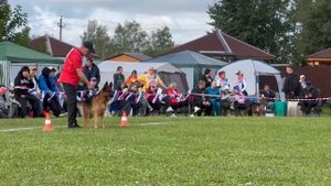 1 Оч/хор ОСБОРН из Белого Яра +0+ №87. Главная выставка немецких овчарок России 2025