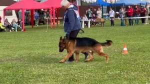 6 Отл. Black Magic Of The Sun HAYT +++ №99. Главная выставка немецких овчарок России 2025