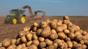 Уборка урожая раннего картофеля стартовала в Беларуси