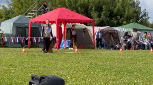 1 Отл. КЧК Stern Der Liebe GLAMOUR +++ №288. Главная выставка немецких овчарок России 2025