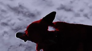 -(🐺🤟)-Очень ленивый эдит😇