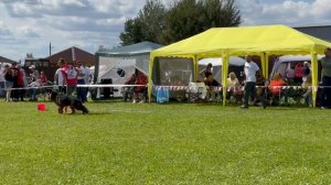 ЩЕНКИ СУКИ ДШ / Главная выставка немецких овчарок России 2025