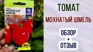 Томат "МОХНАТЫЙ ШМЕЛЬ". Обзор + отзыв.