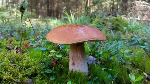 БЕЛЫЕ ГРИБЫ