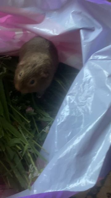 Морская свинка ТЭДДИ. смотреть онлайн