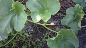 Обзор нашей тыквы сорта "Богатырская сила"