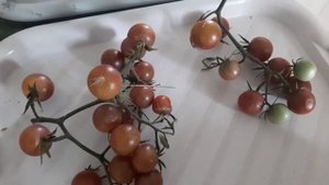 Поговорим про томаты. Часть четвертая.