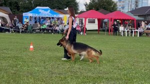 1 Отл. СС Прима Мария НИРВАНА Лучшая защита! №221. Главная выставка немецких овчарок России 2025