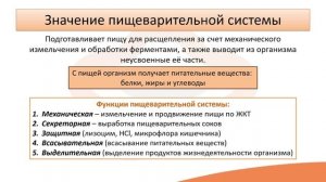 Видео-лекция №16.2 Общие сведения о пищеварительной системе