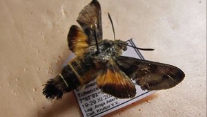 БРАЖНИКИ: 494. Macroglossum trochilus