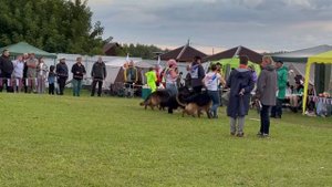 РАБОЧИЙ КОБЕЛИ ДШ / Главная выставка немецких овчарок России 2025