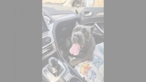 Установка активного сабвуфера Barracuda 12A V.2