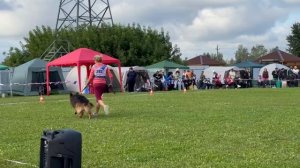 6 Отл. Black Magic Of The Sun YUCHCHI +++ №282. Главная выставка немецких овчарок России 2025