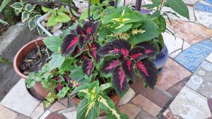 19-08-2025 такое сейчас утро, обещают дождь☔