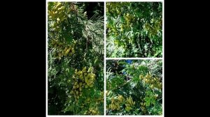 зеленое, но не трава! угадайте, что?