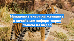 Нападение тигра на женщину в китайском сафари-парке попало на видео
