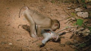 СМЕШНЫЕ ВИДЕОПРИКОЛЫ |Смешные моменты с животными |Я РЖАЛ ДО СЛЕЗ|ПОДБОРКА ПРИКОЛОВ