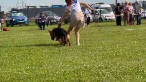 2 ОП Легенда Волги ВЕТКА №121. Главная выставка немецких овчарок России 2025