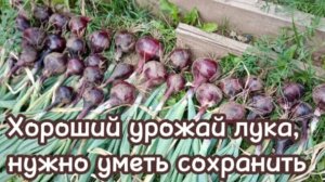 Правильно просуши лук-первое правило для его сохранения.