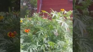 Садовый домик снт Гея