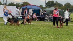 МОЛОДЫЕ СУКИ ДШ / Главная выставка немецких овчарок России 2025