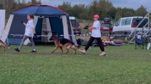 1 место «из Белого Яра» (дш)  / Главная выставка немецких овчарок России 2025