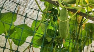 Обзор огорода август 2025 года.