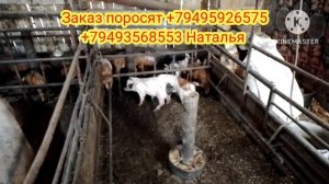 Продам трёх поросят 😂 Продам машину форд фокус 1.8 дизель 2004г. Хочу сделать картофелекопалку.