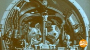 Вокруг Земли за 25 часов: как Белка и Стрелка покоряли космос. Доброе утро. Фрагмент выпуска от 1...