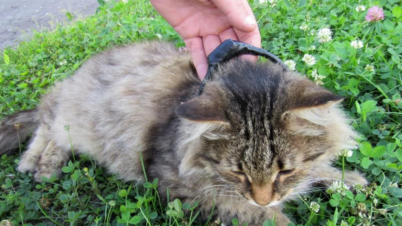 Пушистый донос: кота-наркокурьера поймали у колонии в Нижегородской области