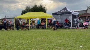 МОЛОДЫЕ КОБЕЛИ ДШ / Главная выставка немецких овчарок России 2025