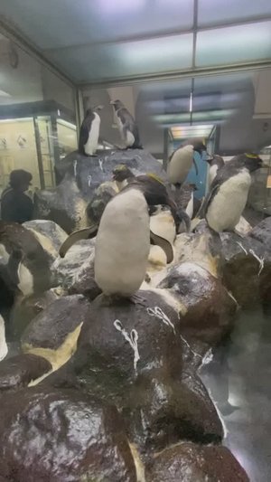 Зоологический музей Санкт-Петербурга