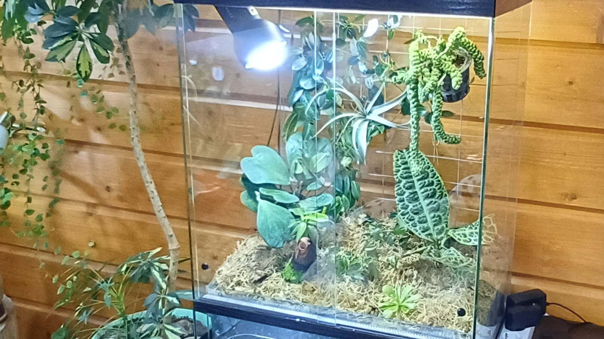 Флорариум в террариуме. Подарок мне на ДР. смотреть онлайн