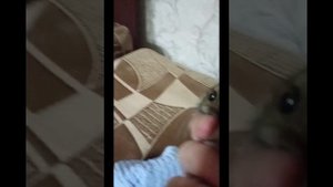 как развлечь хомяков