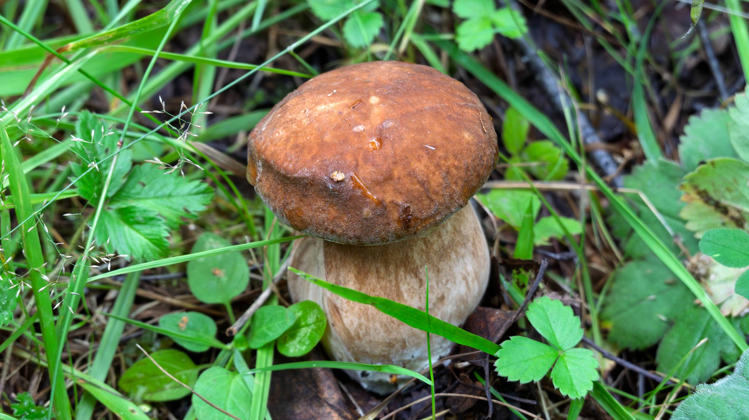 По грибы 2025! Белые грибы, подосиновики и маслята! смотреть онлайн