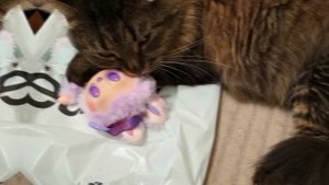 😱УНИЧТОЖЕНИЕ ЛАБУБЫ