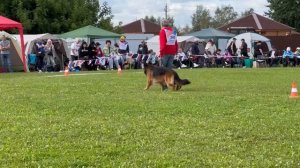 1 О/Отл. ПК De Orse Mak Flai INGERMANLANDIA +++ №345. Главная выставка немецких овчарок России 2025