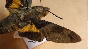 БРАЖНИКИ: 492. Macroglossum sitiene